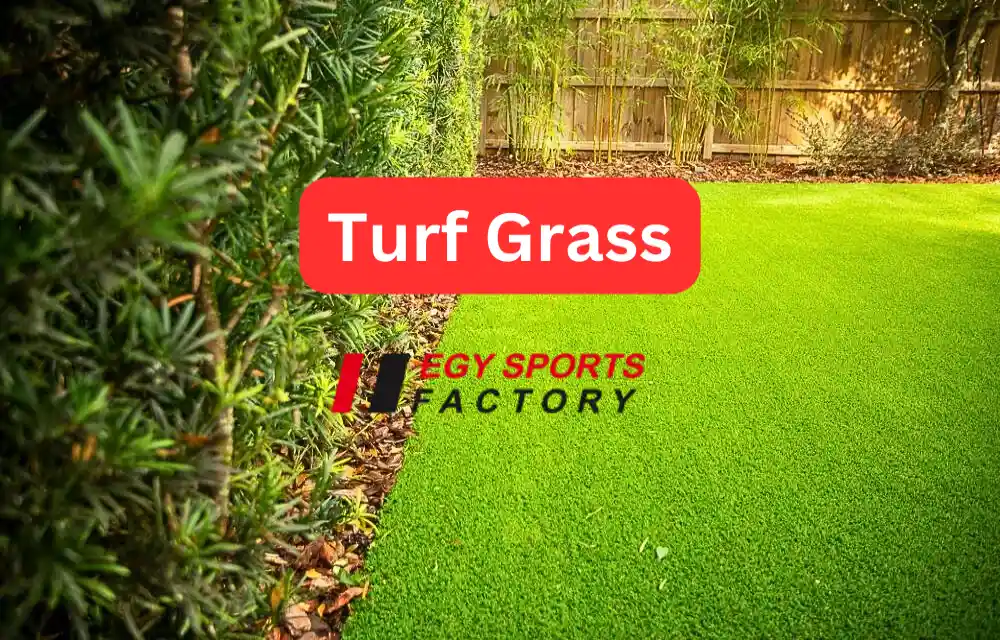 turf grass